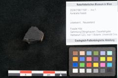 Foto (Objekt + Etikett) von Auracaria haastii (NHMW-GEO-2024-0188-11581)